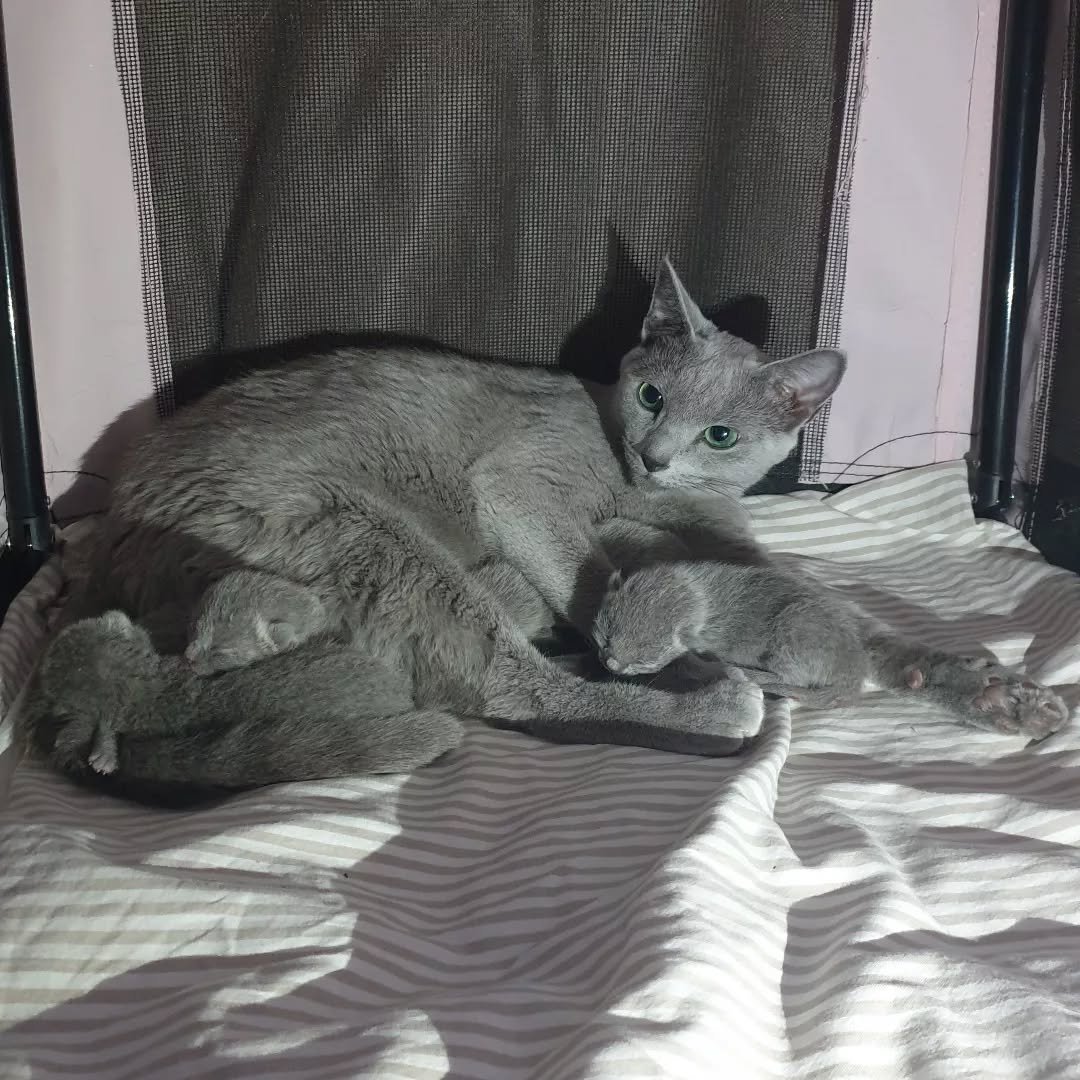 Russian Blue Breeding Queen California - Elegant Russian Blue Female - Champion Pedigree - Ethical Breeder